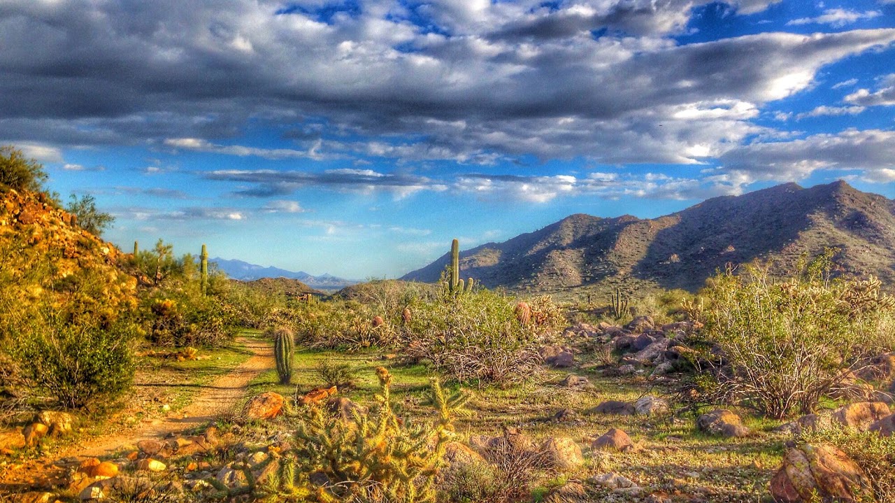 Arizona desert landscape with saguaro cacti